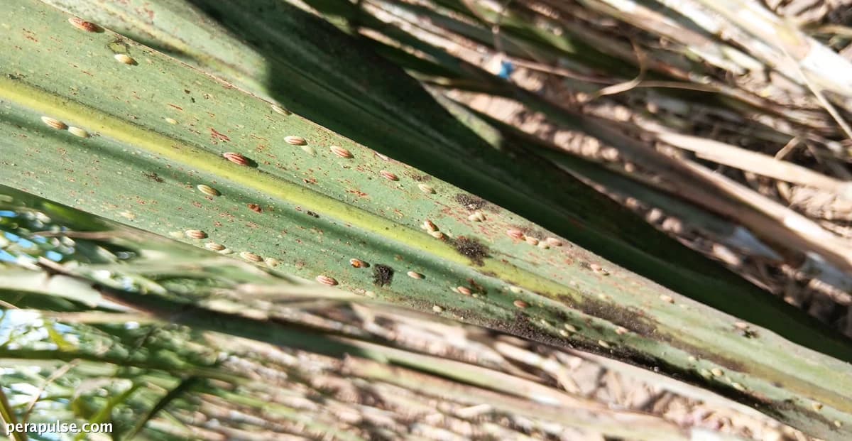 1,788 Hectares of Sugarcane Farms Affected by RSSI in Negros and Panay